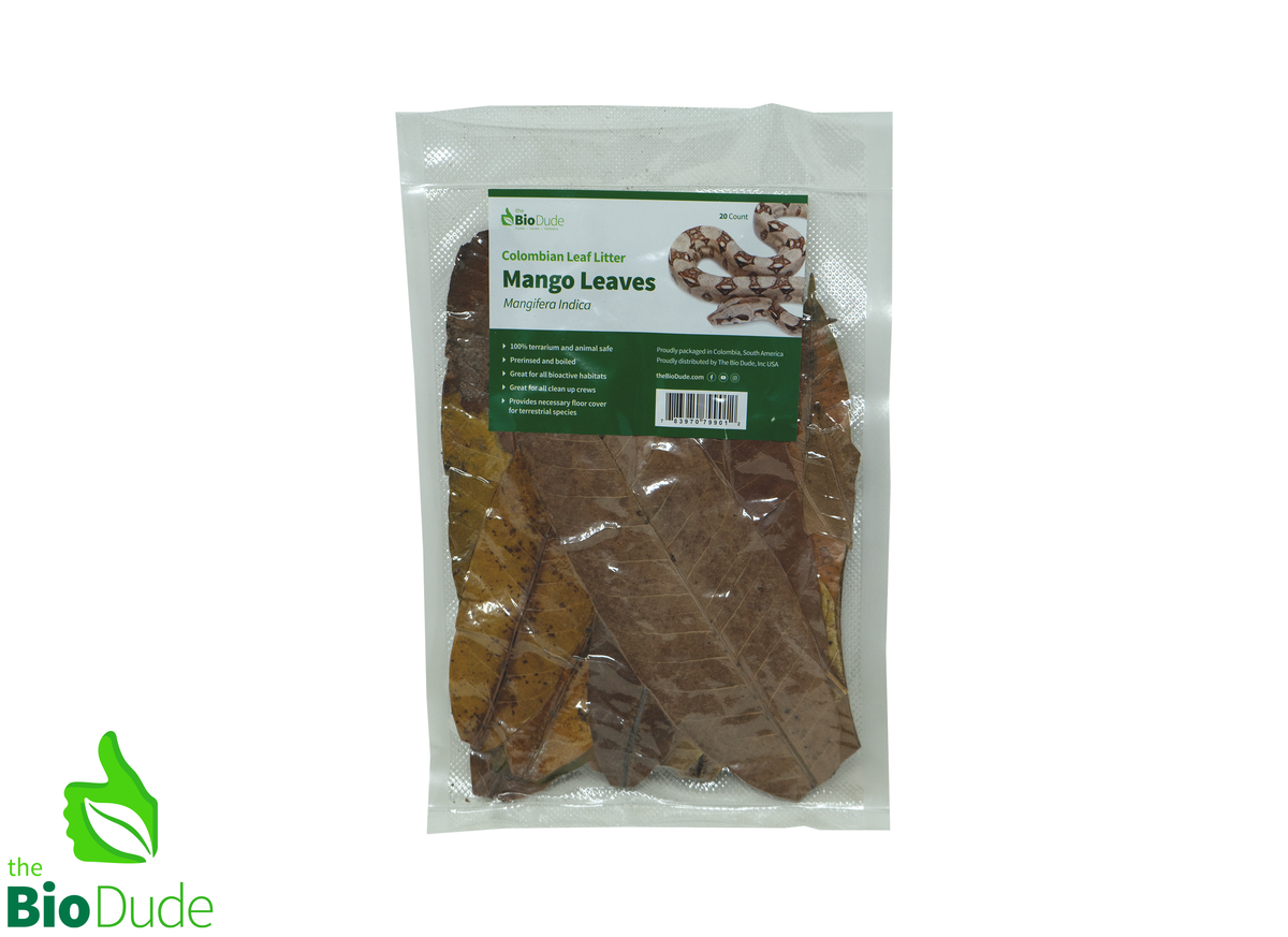 Colombian Leaf Litter — Mango Leaves (Mangifera indica), 20 Count