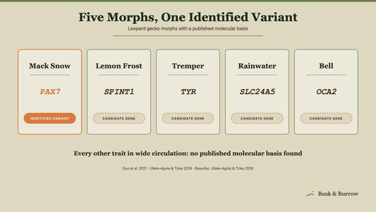 Leopard Gecko Morph Guide: Genes, Welfare Evidence & Trade Subspecies
