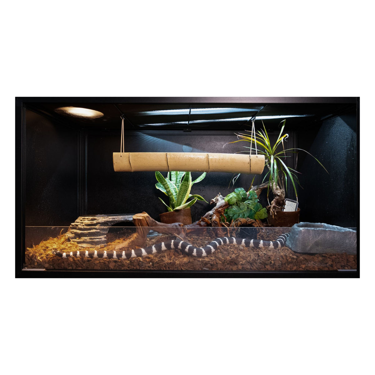 4'x2'x2' Reptile Enclosure - The Zen Habitat 3.0