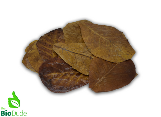 Colombian Leaf Litter — Indian Almond Leaves (Terminalia catappa), 15 Count