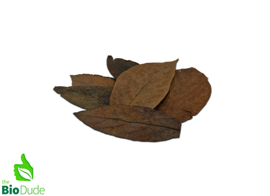 Colombian Leaf Litter — Avocado Leaves, 20 Count