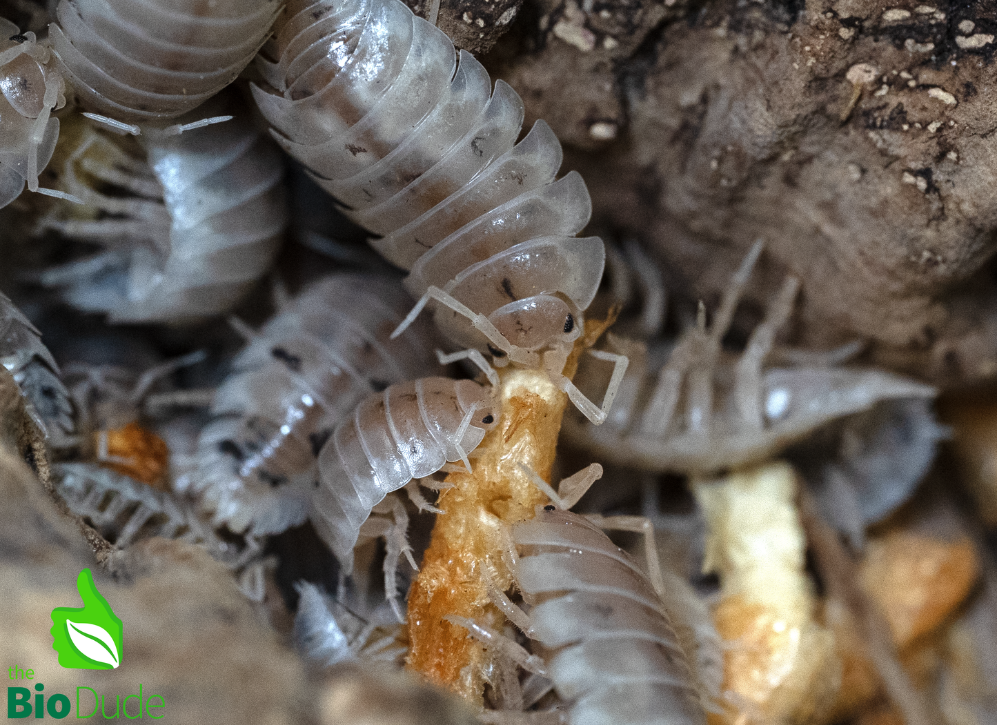 Isopod Crunchies Freeze-Dried Krill — 3-Pack