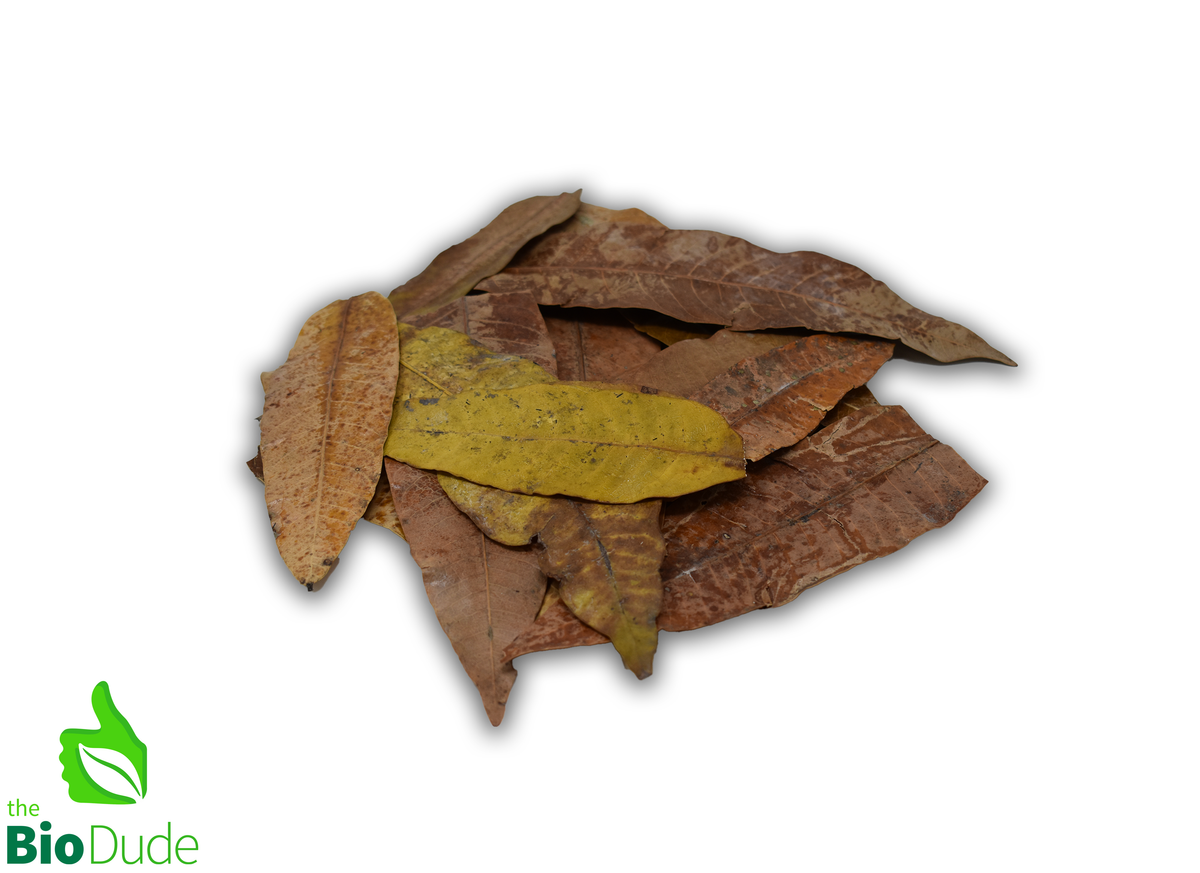 Colombian Leaf Litter — Mango Leaves (Mangifera indica), 20 Count